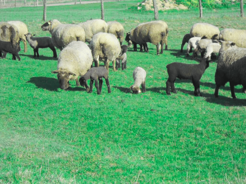 Gîte des 3 Suissesses - Vue extérieure